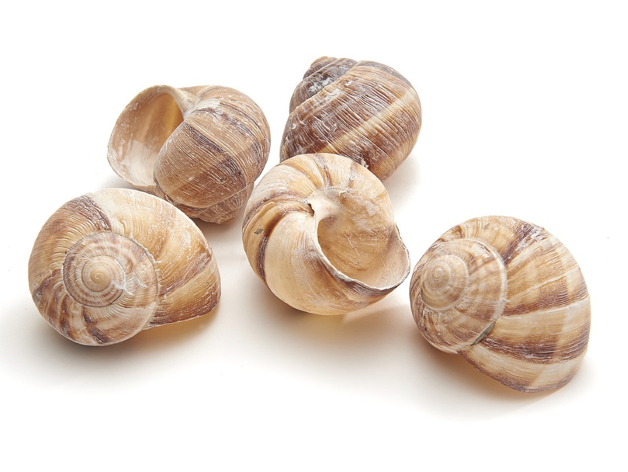 Landschnecke groß weiß gefrostet