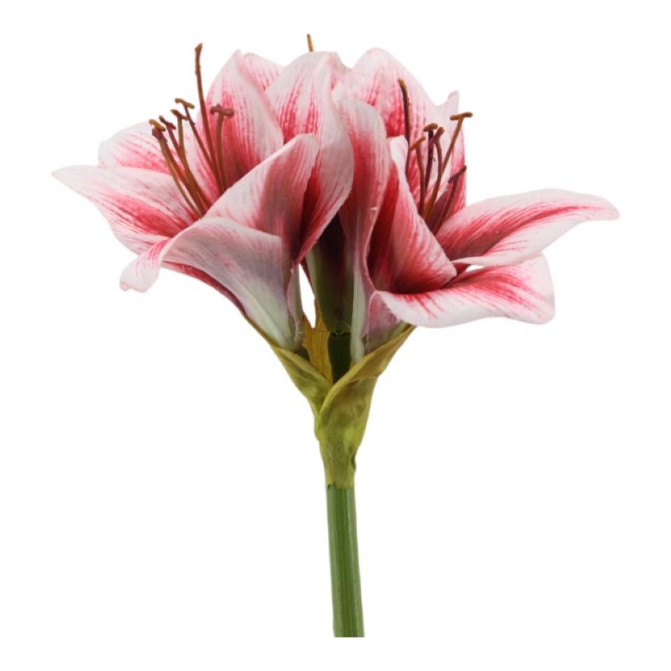 Amaryllis weiß-rot H53cm Amaryllis weiß-rot H53cm