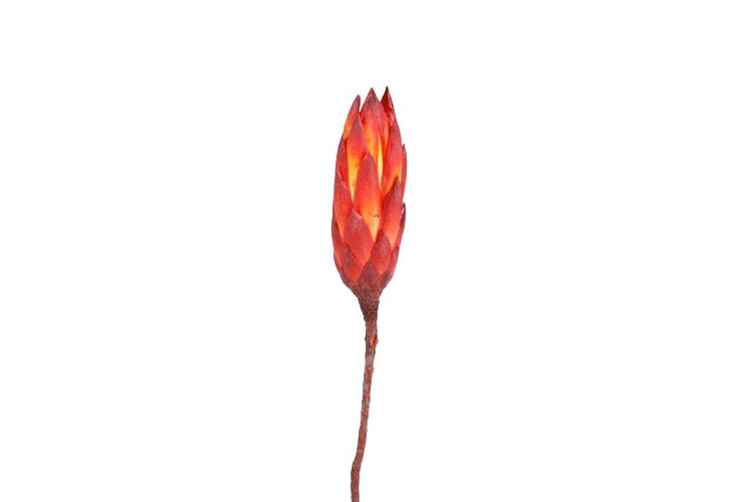 Protea Repens Bud D3H12L25-30cm rot