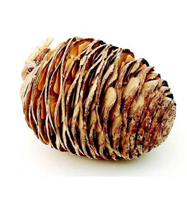 Zapfen Cedern 7-11cm natur