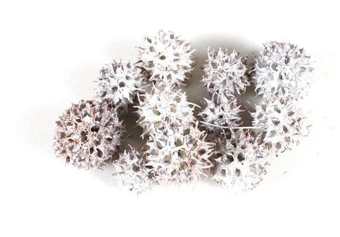 Zapfen Amberbaum 500gr. white washed