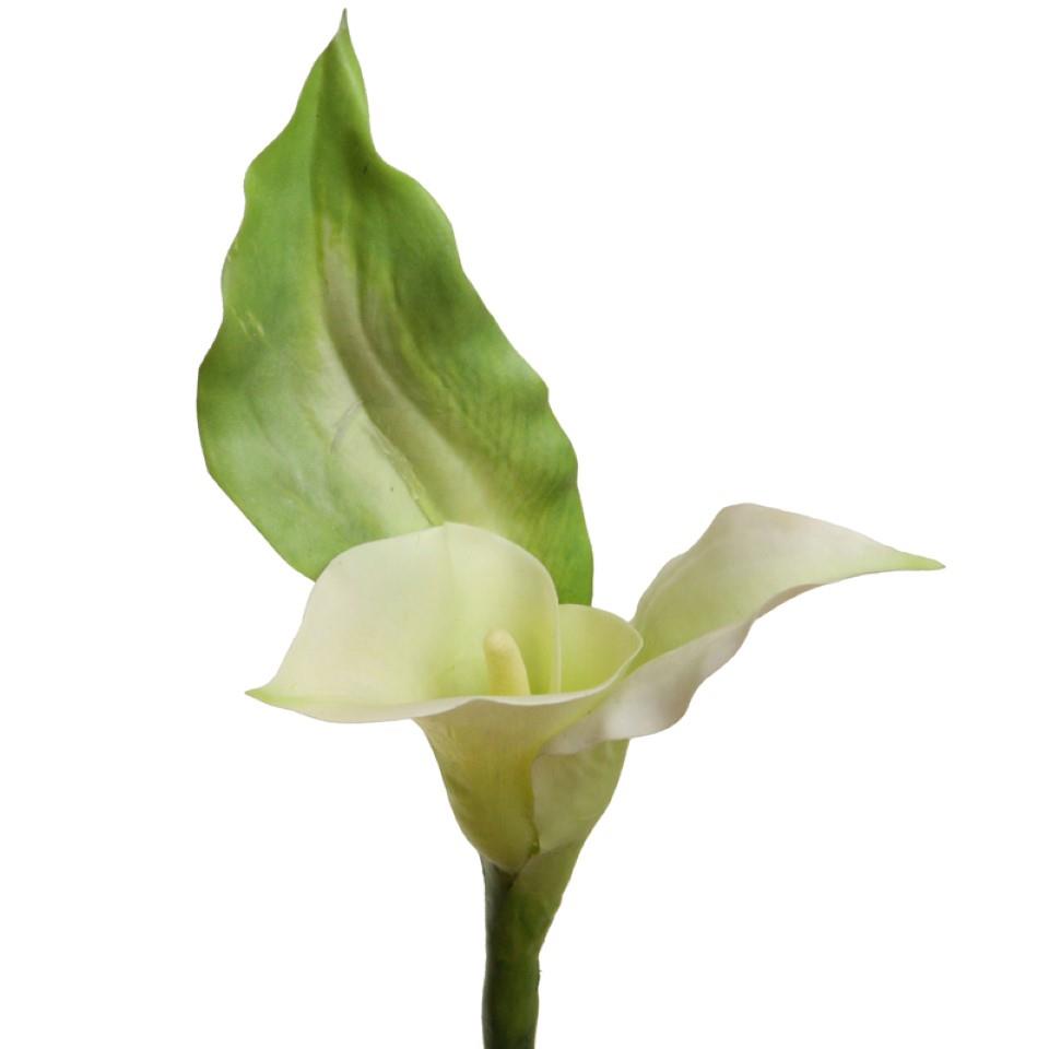 Calla 70 cm creme Calla 70 cm creme