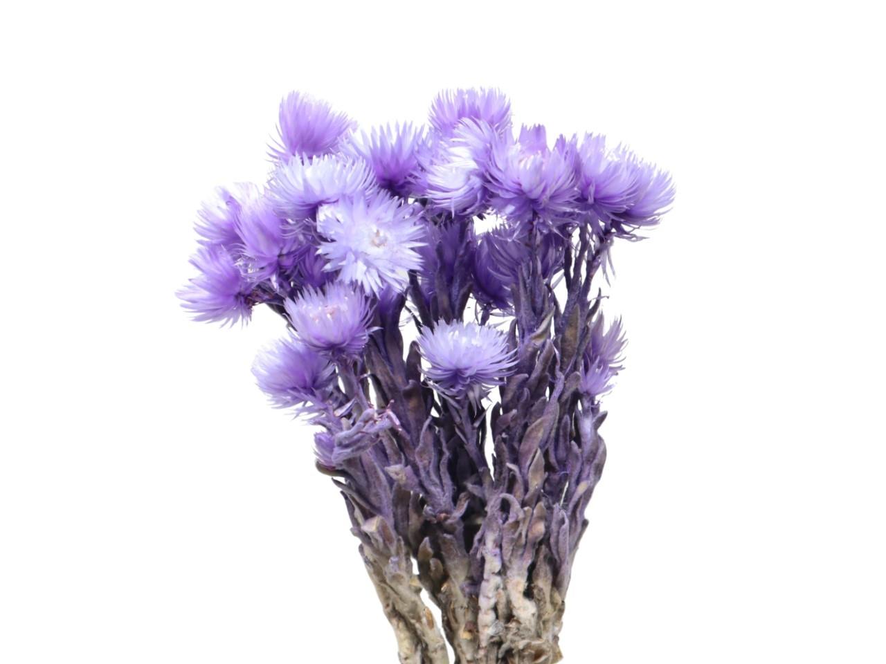 Capblumen pastell lavendel Bund 50gr. Capblumen pastell lavendel Bund 50gr.