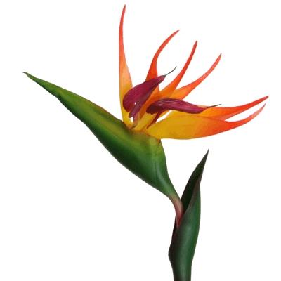 Strelitzie 83 cm orange Strelitzie 83 cm orange
