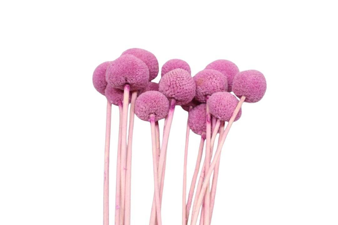 Craspedia magenta216