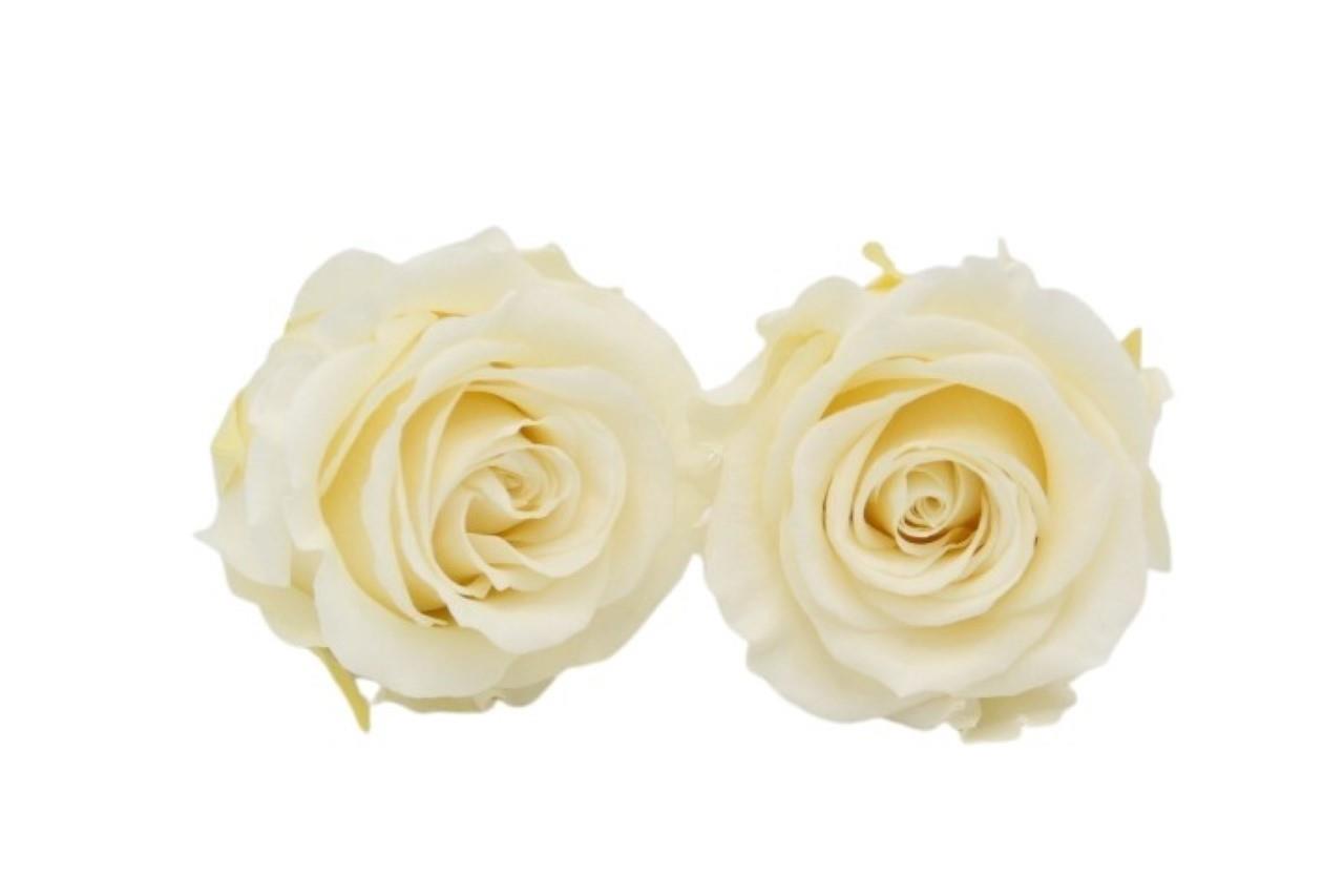 Rose stabilisiert Champagne NETTO Rose stabilisiert Champagne NETTO