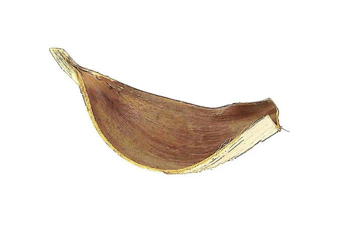 Cocosschale Galera 50-80cm natur