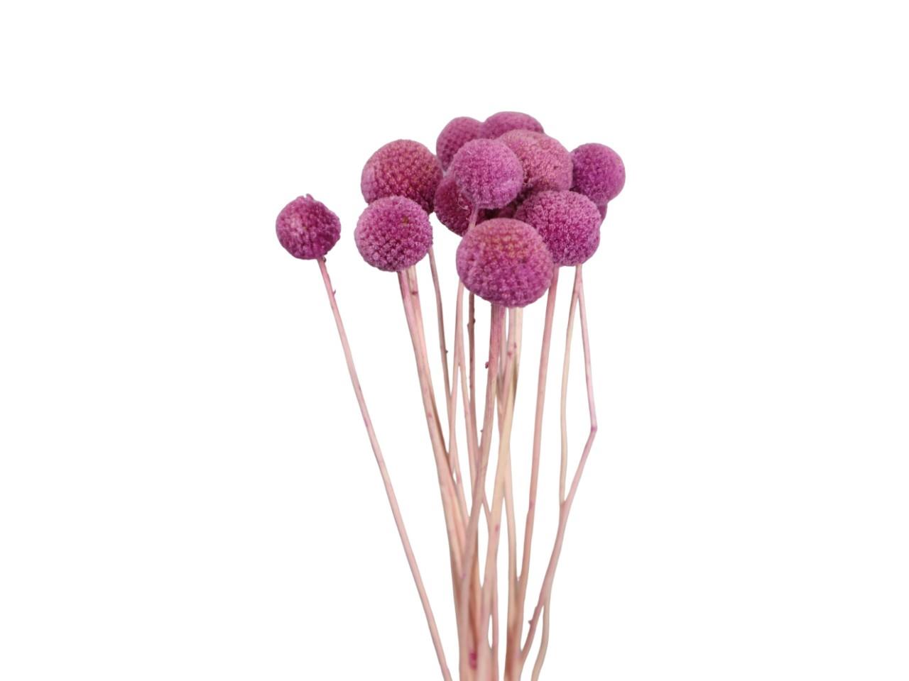 Craspedia freesie 66/P