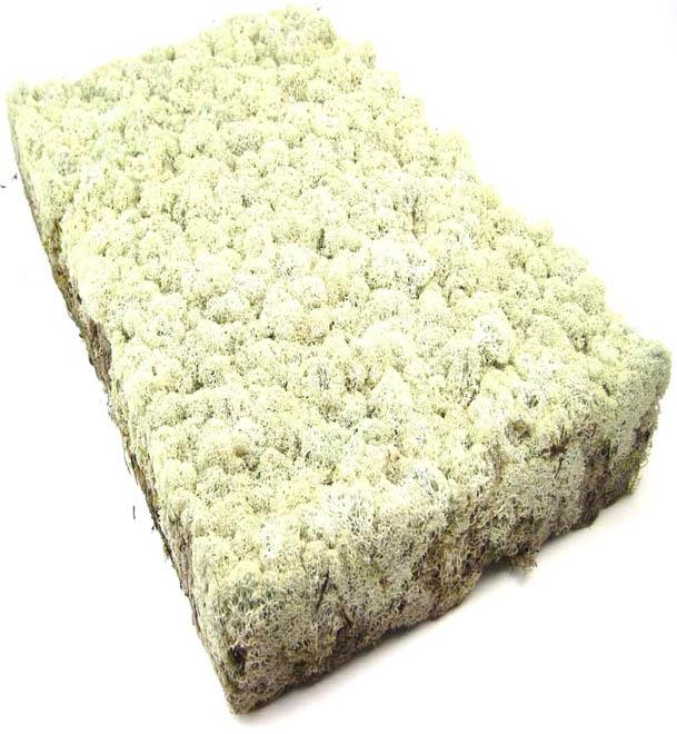 Islandmoos 2 Platten Trockenmoos Islandmoos 2 Platten Trockenmoos