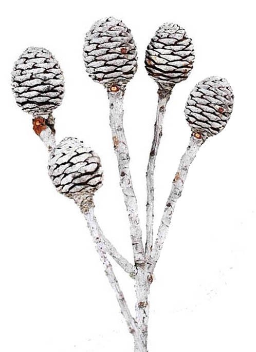 Murii Zweig 5+Köpfe D3-4 H4,5 L35-40cm natur Original