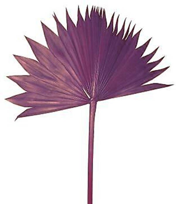 Palmspeer Sun Cut B30 H15 L50cm brombeer