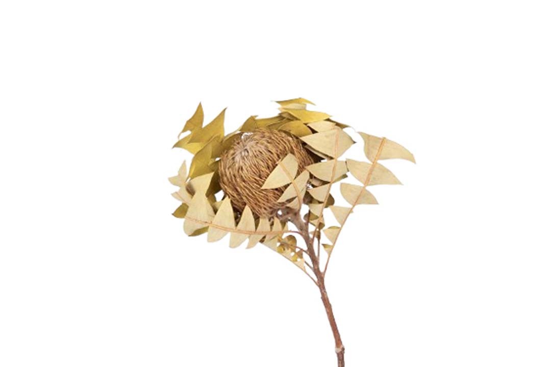 Banksia Baxterii D8-9L40cm natur