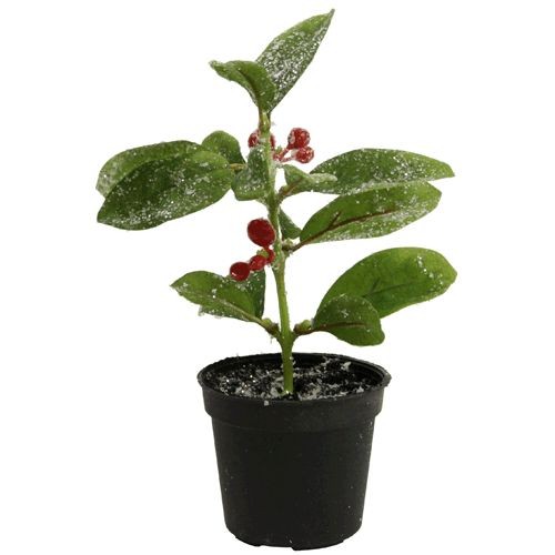 Gaultheria m. Eis H15 cm  i. Topf rot-grün NETTO