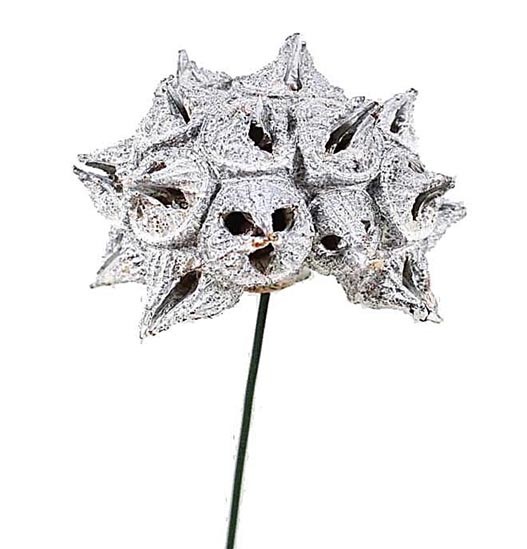 Spidergumkopf a. Draht D6-8cm white washed