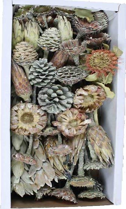 Exotensortiment Afrika green frosted