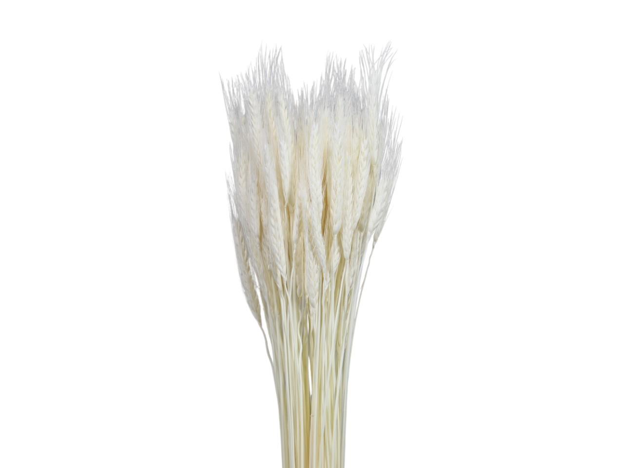 Weizen (Triticale) gebleicht 200gr.