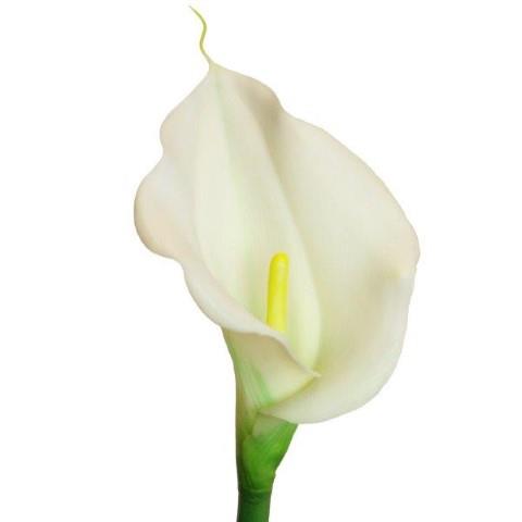 Calla Lilie soft touch creme L60cm Calla Lilie soft touch creme L60cm
