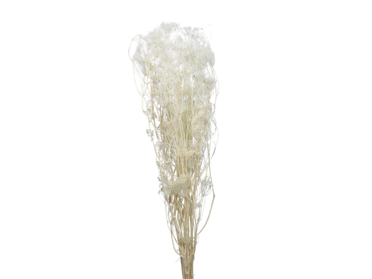 Ombrellifera weiß01 100gr.