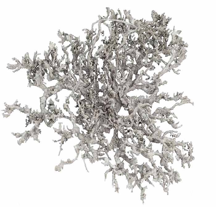 Dry Bush H8-10D9-11cm 1kg white washed