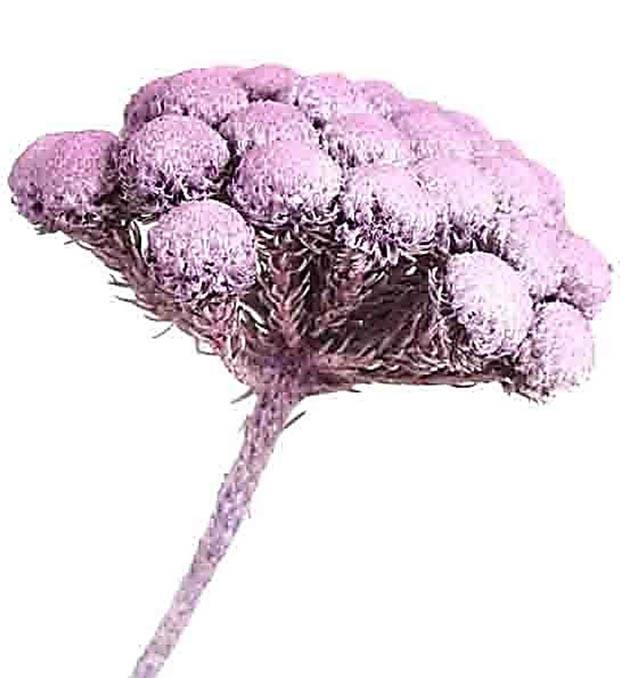 Brunia Albiflora L30-40cm brombeer frosted