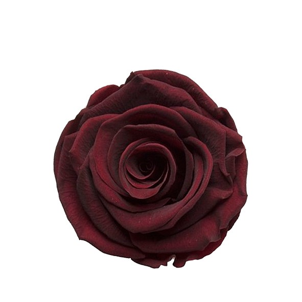 Rose "Extra" stabilisiert H6cmD6,5cm elegant weinrot NETTO