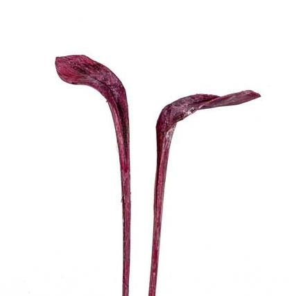 Hornspeer brombeer frosted langer Stiel Hornspeer brombeer frosted langer Stiel