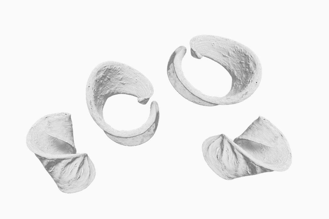 Elefantenohr white washed Elefantenohr white washed