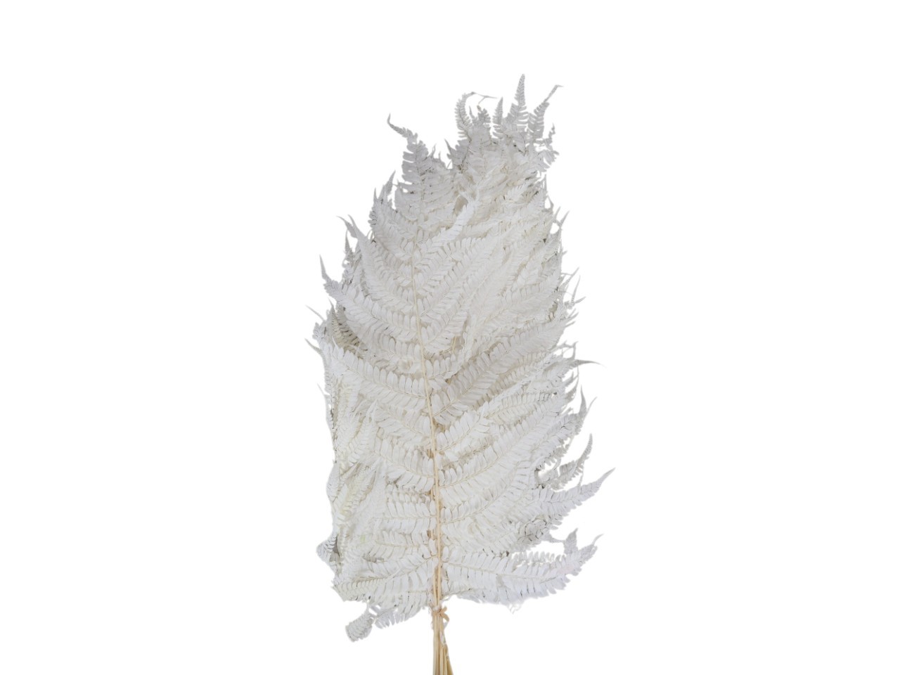 Farnblatt präpariert gebleicht L70x35cm