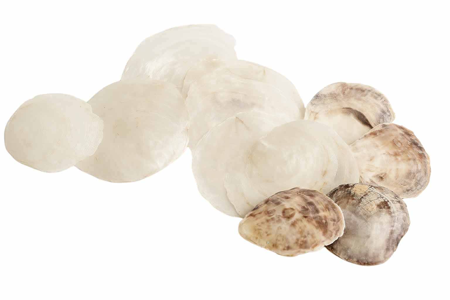 Muscheln & Co