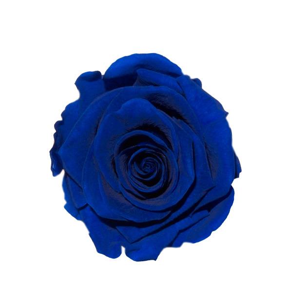 Rose "Extra" stabilisiert classic blau NETTO Rose "Extra" stabilisiert classic blau NETTO