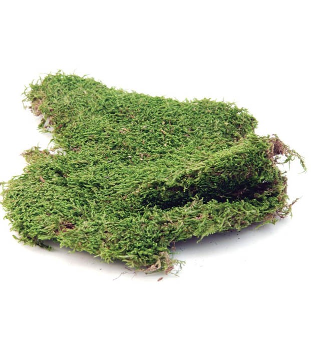 Plattenmoos 500gr. natur
