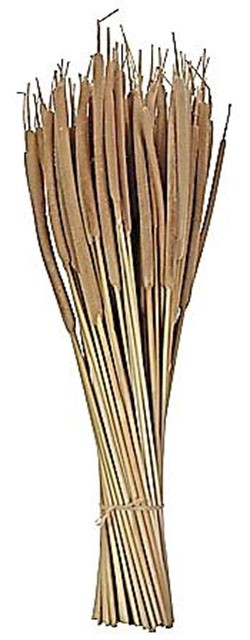 Schilfkolben D0,8-1,3H20-25cmL50cm natur