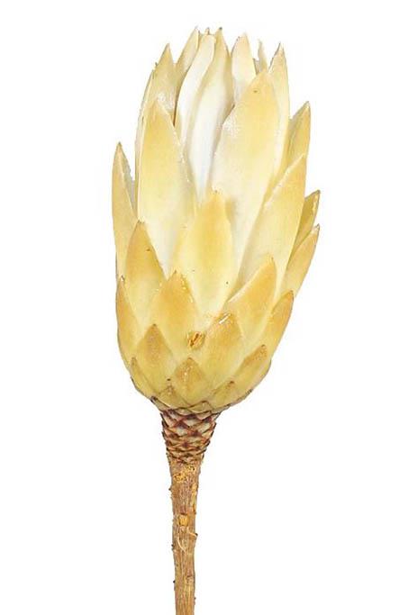 Protea Repens extra D5H10-12L25-30cm 2. Qualität cream