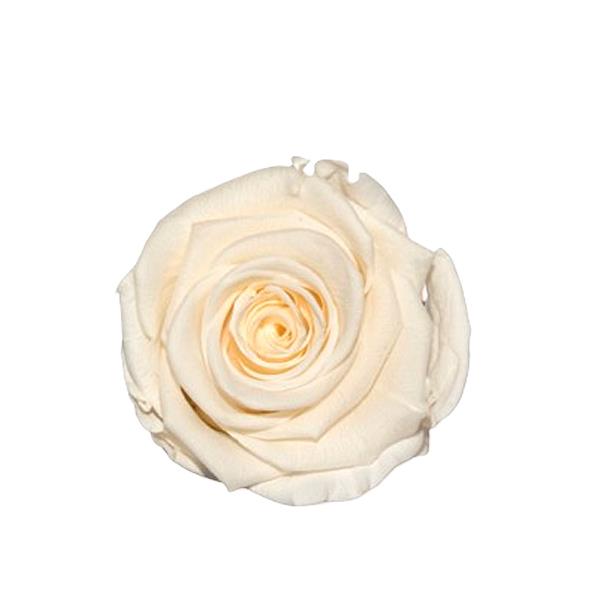 Rose "Extra" stabilisiert Fancy hellcreme NETTO Rose "Extra" stabilisiert Fancy hellcreme NETTO