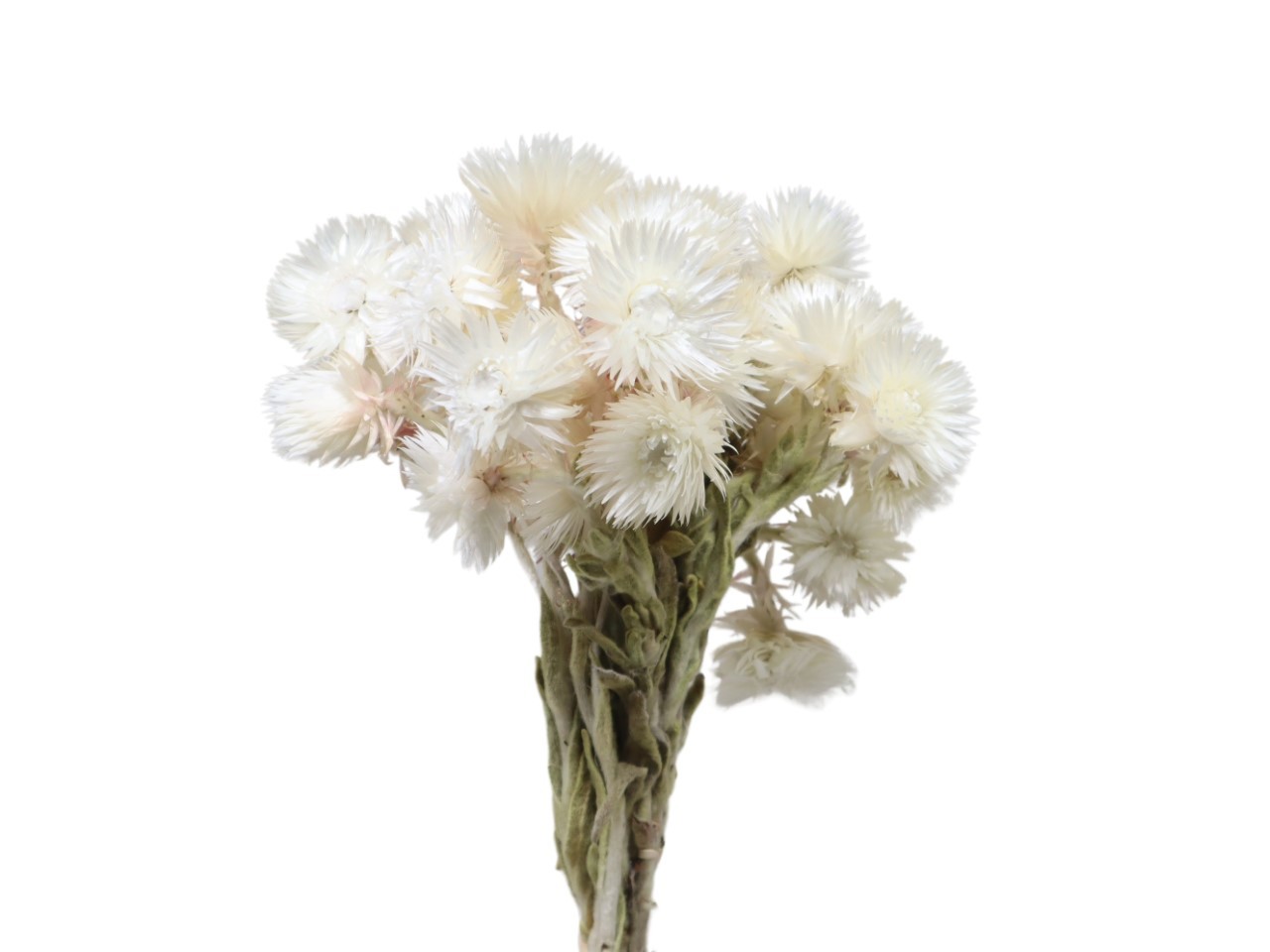 Capblumen natur L30-40cm Bund 50gr.