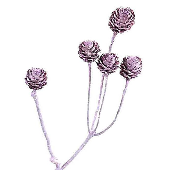 Salignum 7+Köpfe D2-3L30-35cm brombeer frosted