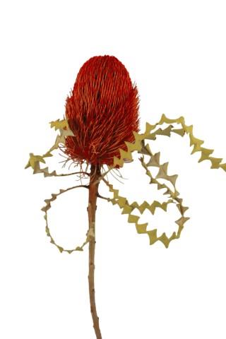 Banksia Speciosa rot