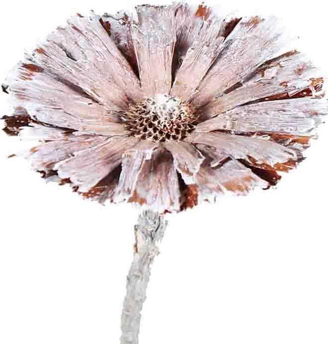 Protea geschnitten 8-9cm white washed