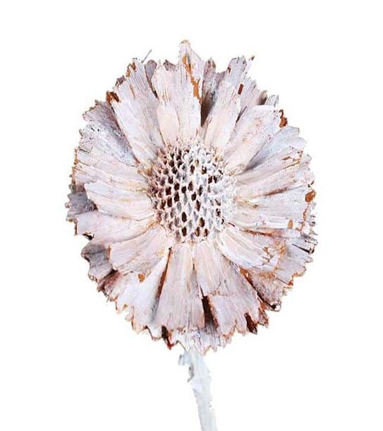 Protea geschnitten klein D6H2-3L20-25cm white washed