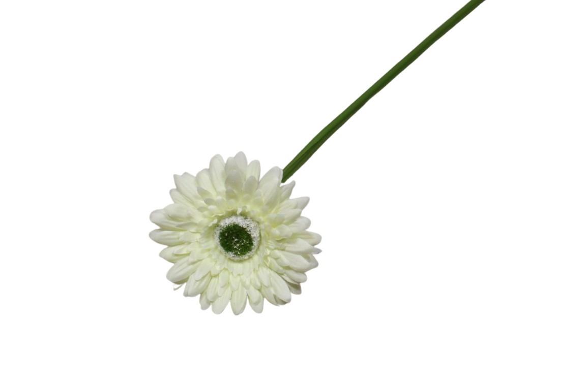 Gerbera cream H46cm Blüte D10cm