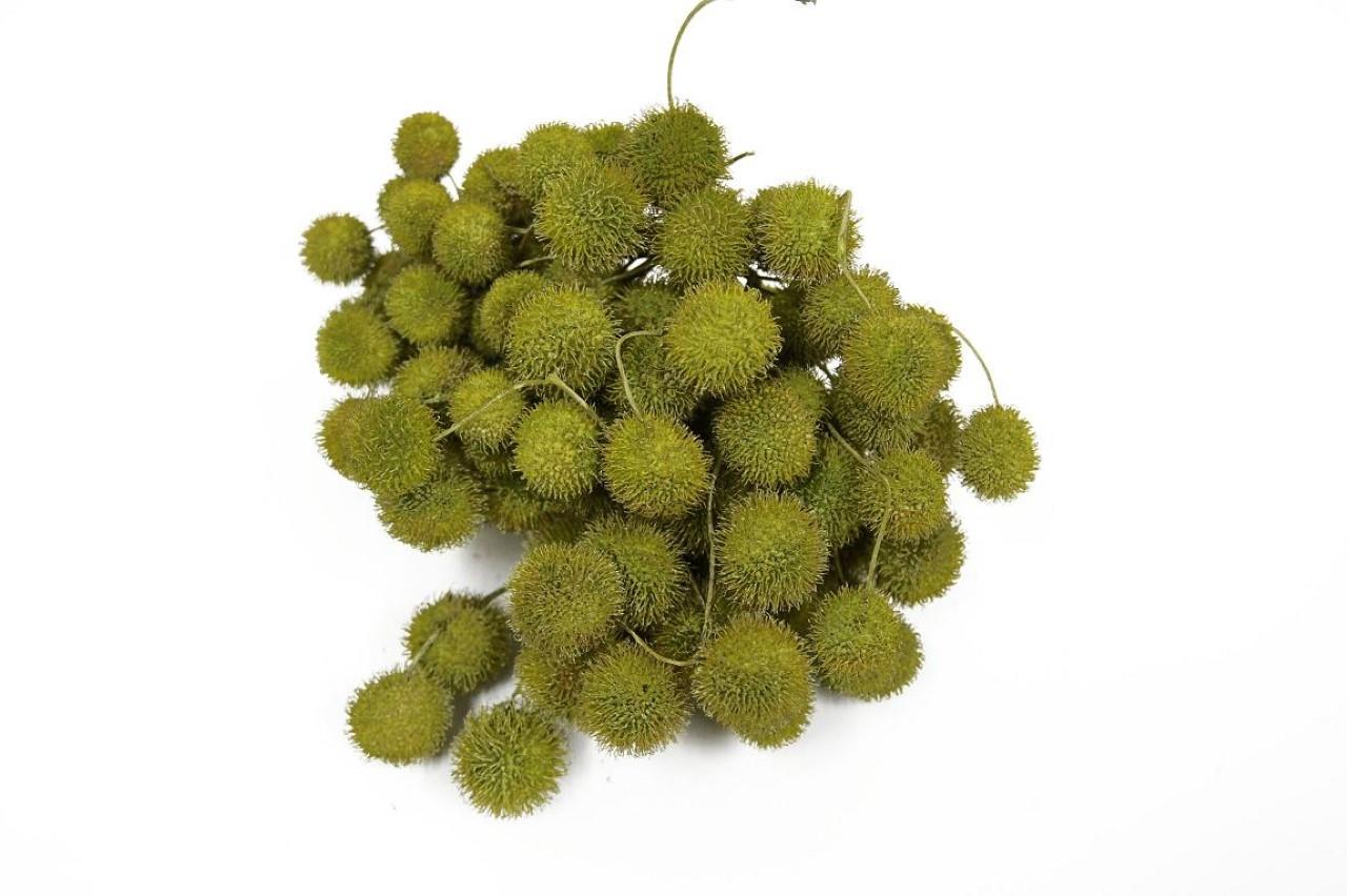 Plantanen Frucht D2,5cm 250gr. apfelgrün