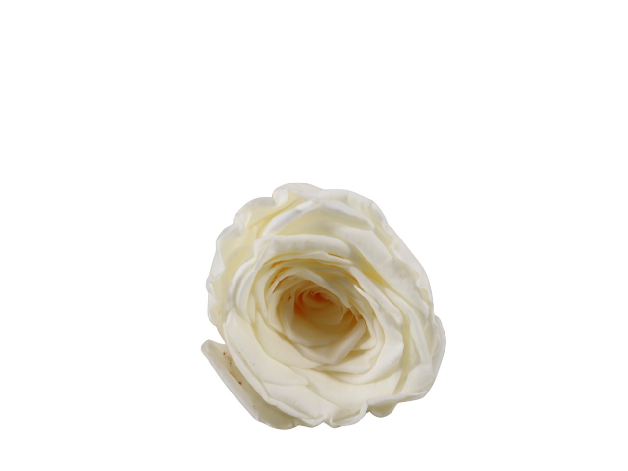 Rosenkopf konserviert H 5,5 cm D 6 cm creme NETTO