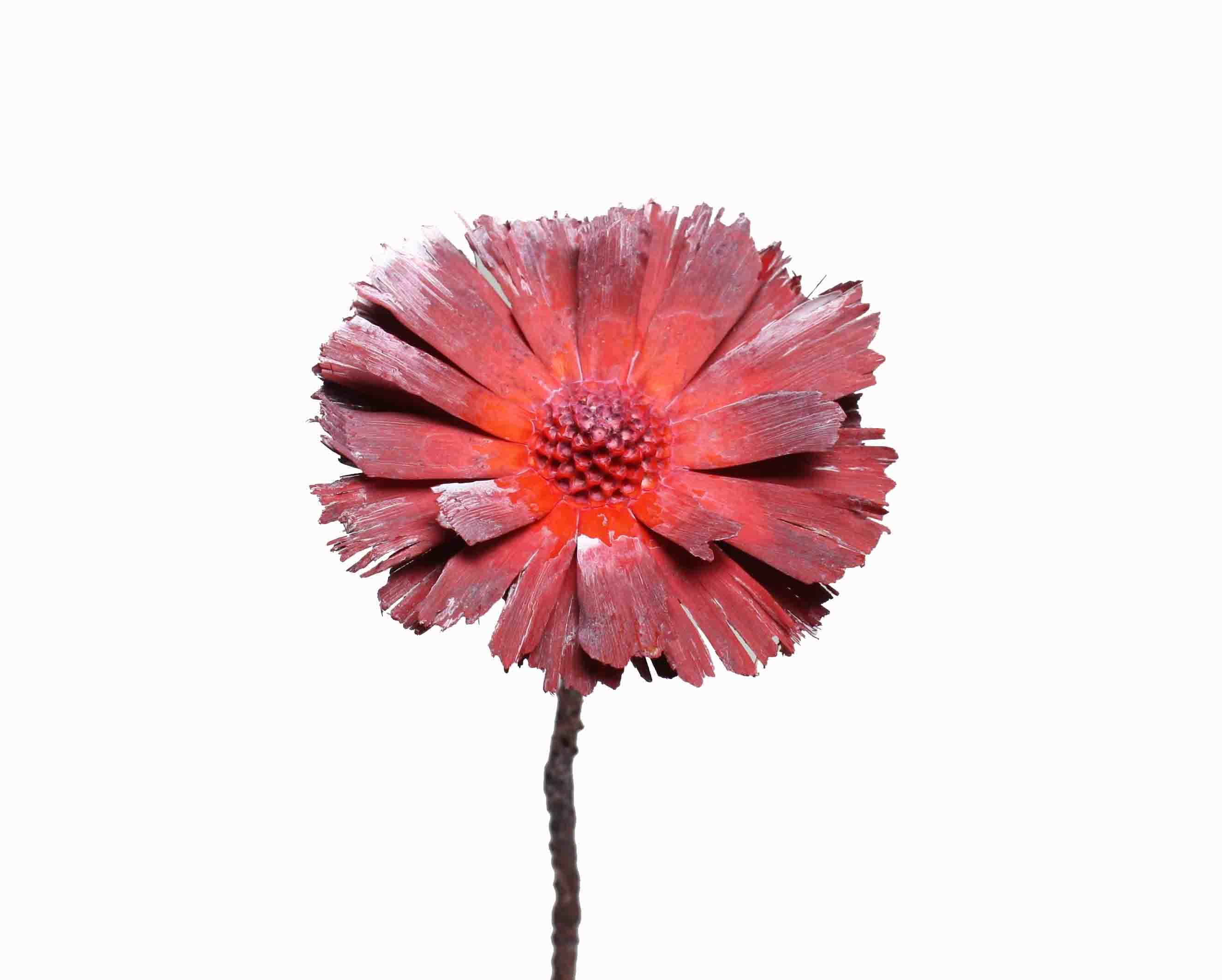 Protea geschnitten mittel D8-9L20-25cm rot frosted