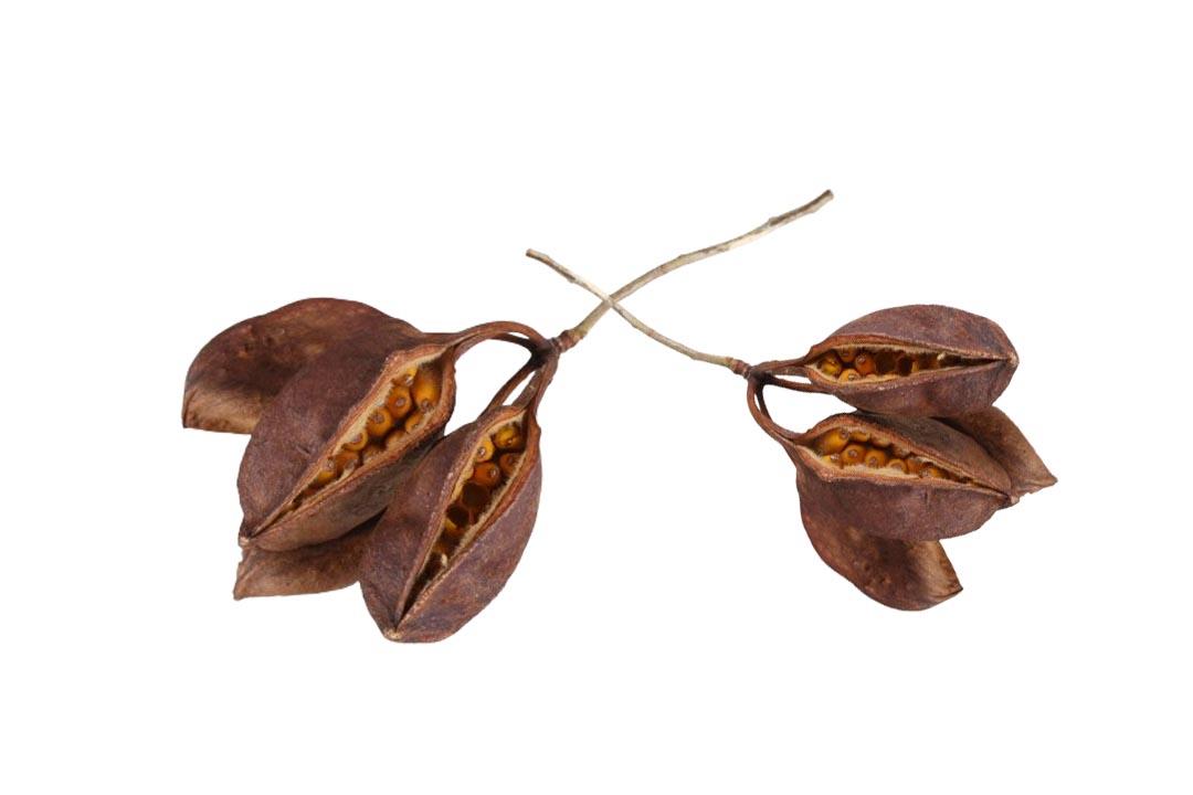 Brachyciton L 5,5cm 1,5 kg natur