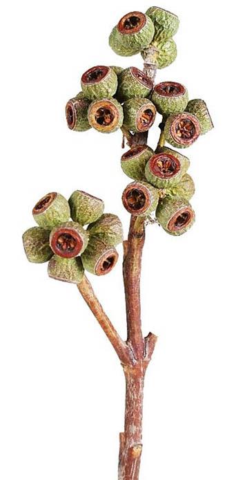 Ambernutzweig L35-40cm natur