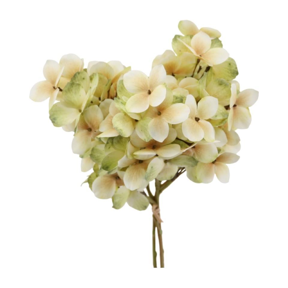 Rispenhortensie 3fach creme-grün H30cm