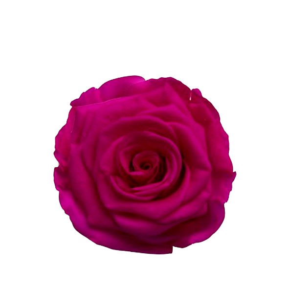 Rose "Extra" stabilisiert Sophisticated Hot Pink NETTO