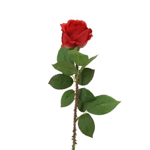 Rose 60 cm rot