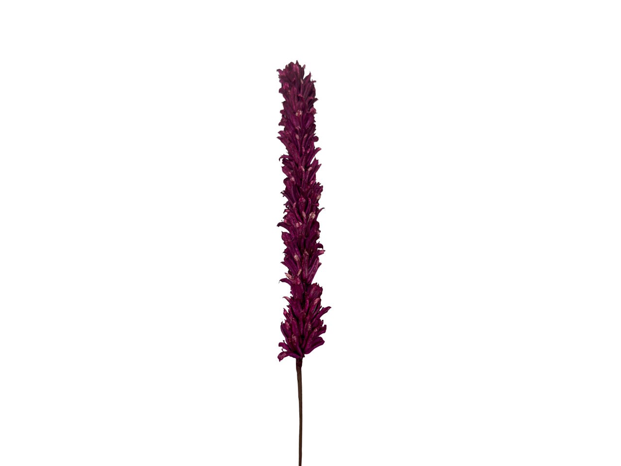Sesa Stick Sola D4cmH30L60cm brombeer