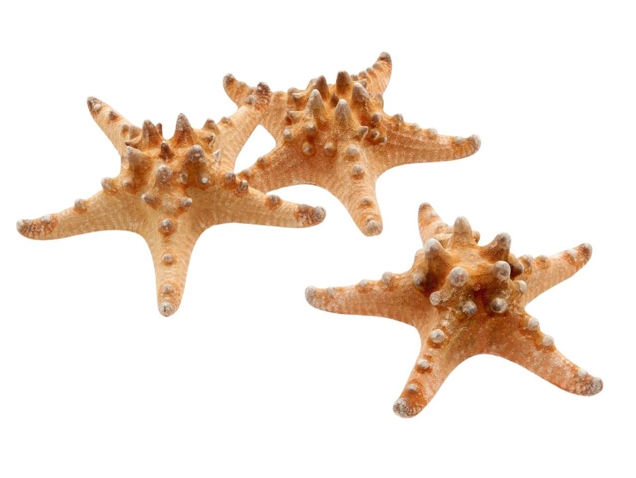 Seesterne Philippine +-12cm natürlich Seesterne Philippine +-12cm natürlich